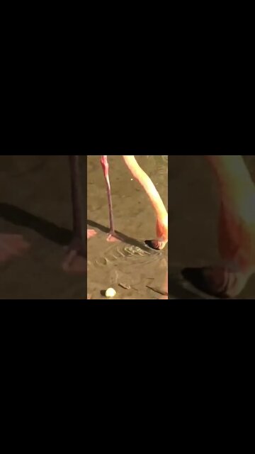 Flamingo having a drink 🦩