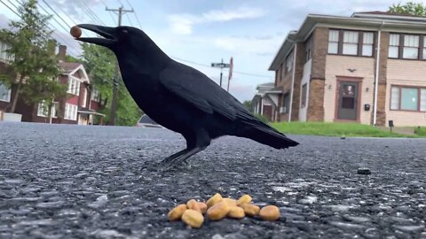 Crow Close-Up: Dog Kibble