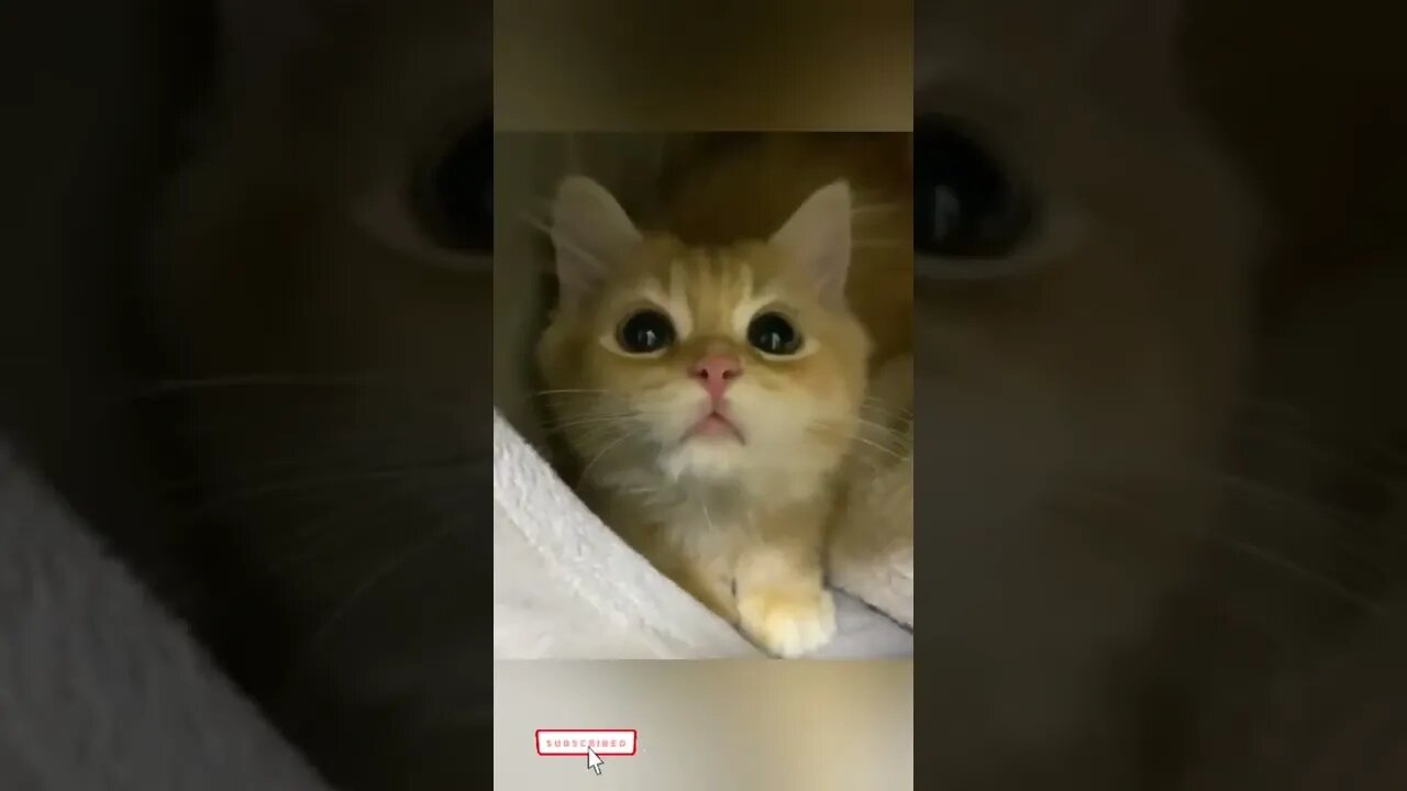 funny cat videos cute cat videos cute animals funny cats #shorts #shortsfunny #cutecat #funnycat🐱