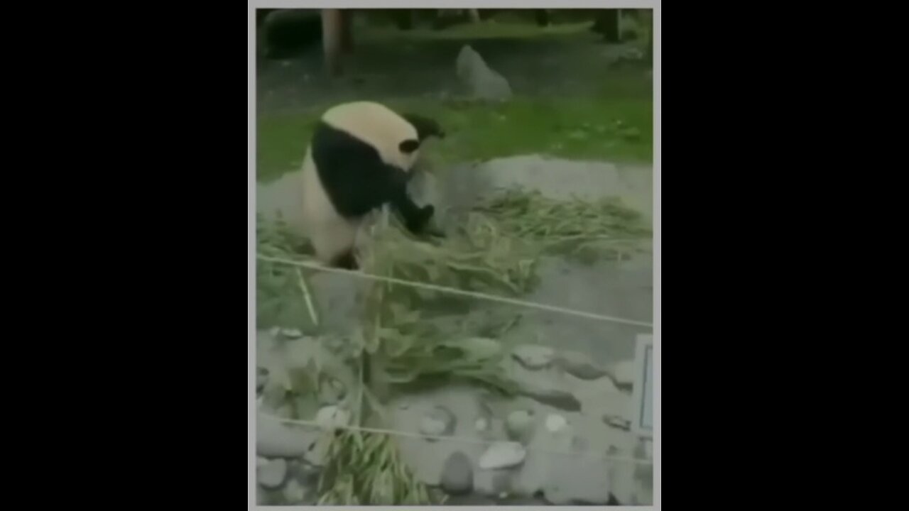 the dragon warrior has awakened