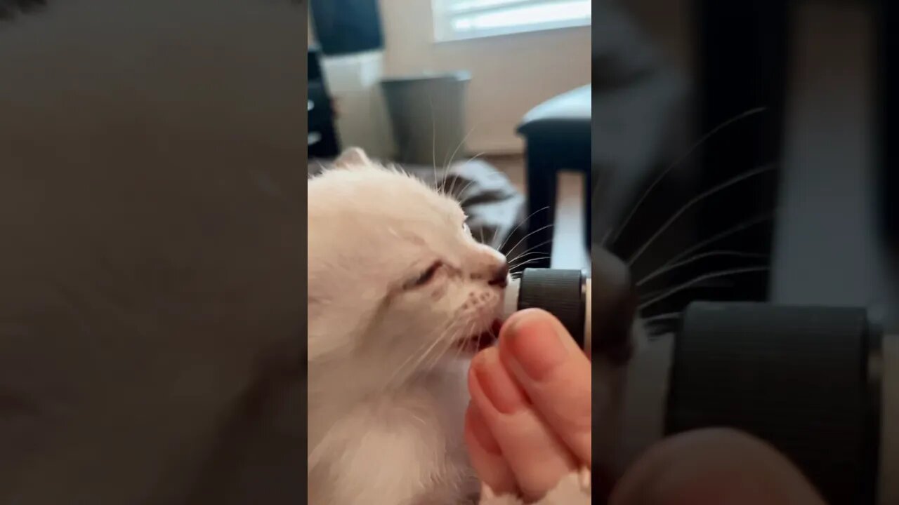 Kitten wants a bottle! #kittens #cats #pets