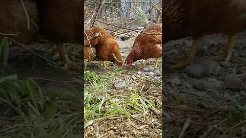 #chickens #layers #freerange #homesteading #homestead #farmanimals #farm #homesteadlife #farmlife