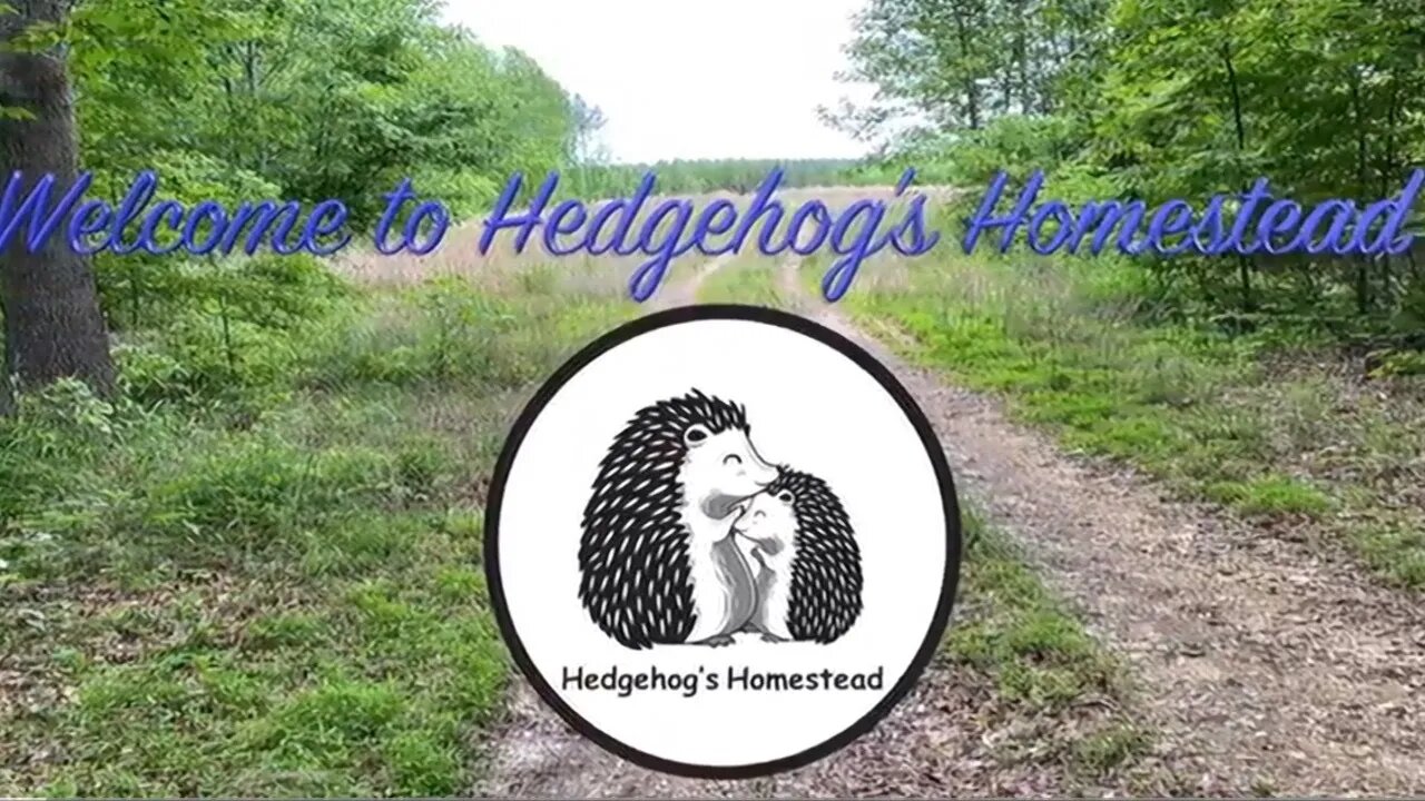 Fun with the gang#hedgehogshomestead