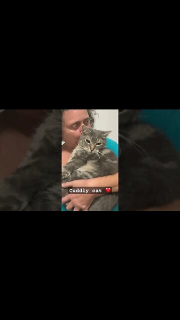 Cloud the cuddly cat ❤️