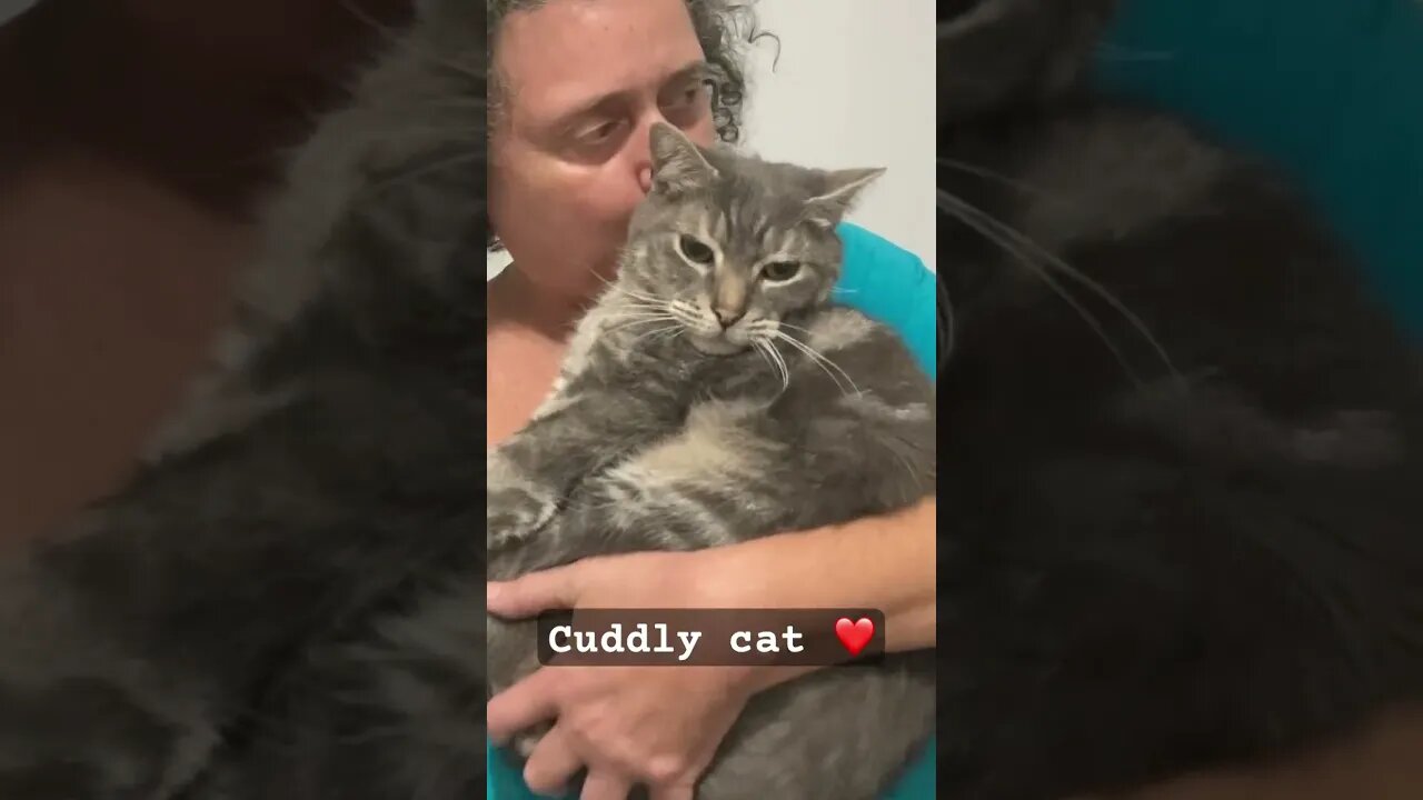 Cloud the cuddly cat ❤️