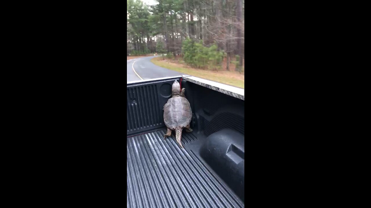 Caught this dinosaur