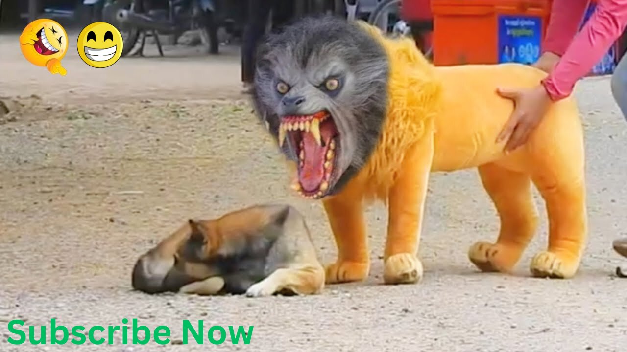 Troll Prank Dog Funny & fake Lion and Fake Tiger Prank To dog & Huge Box Prank to dog