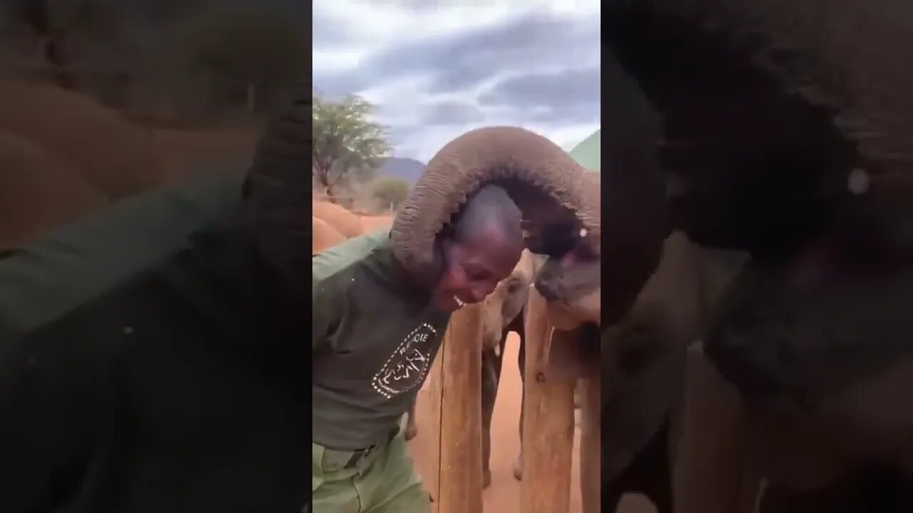 An elephant gives his keeper a hug and a kiss