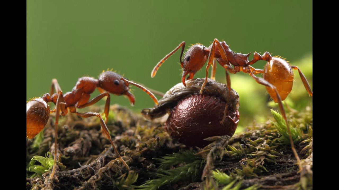 Ants and Trees: A Lifelong Relationship