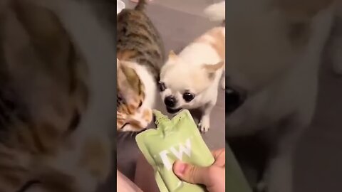 FunnyVideos Dog vs Cat