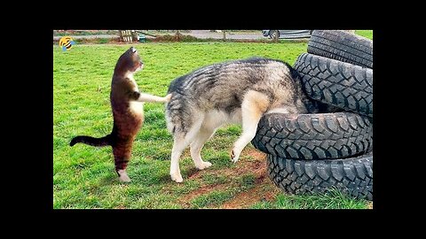 FUNNY CATS vs DOGS 🐱🐶 Who's cooler this time 🐾 New Funniest Animals Videos 😂