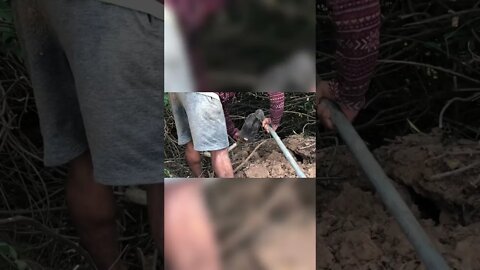 Cobra Catching TV: Short video of Amazing man catched Snake in Forest