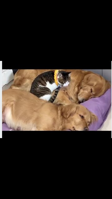 Cat Came to Cuddle With Goldens
