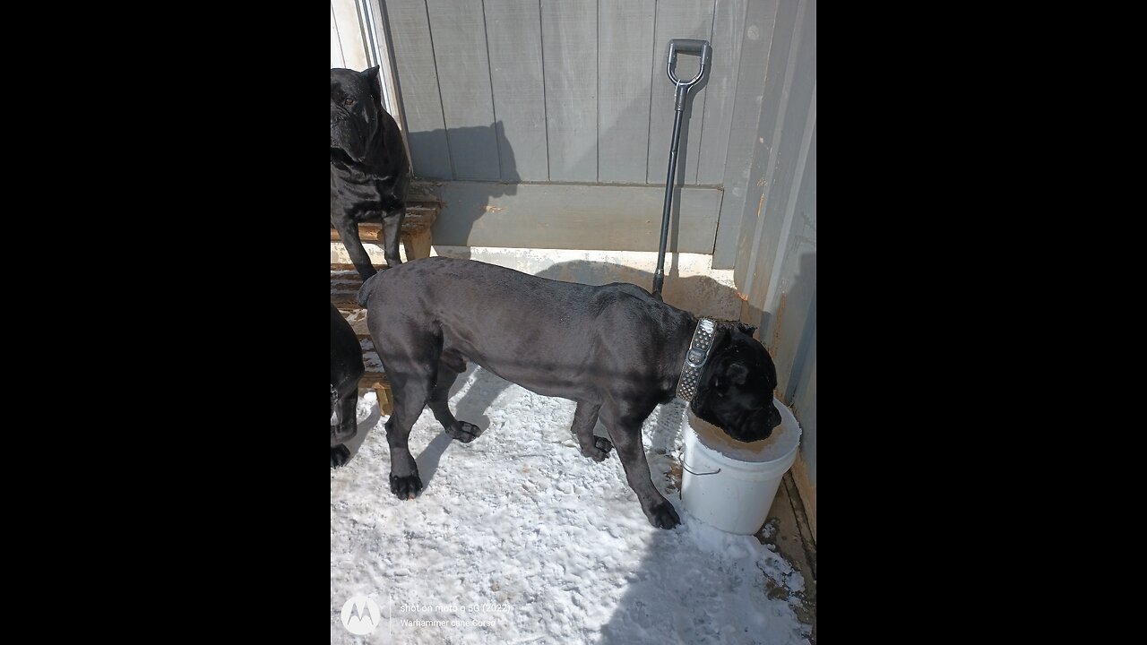 Cane Corso Brother and Sister Rivalry