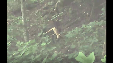 Black Coyote with Deer Kill (Tellico Plains, TN)