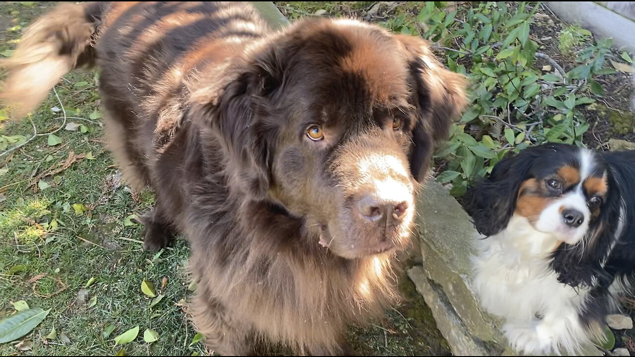 Huge Newfoundland Files His Own Nails