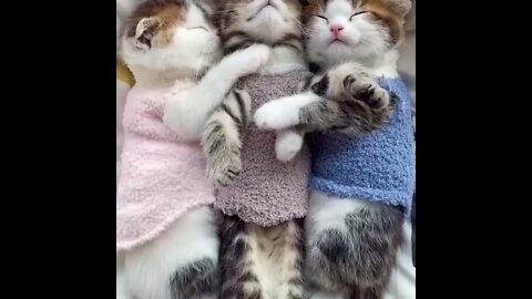 So cute 😘 three cute kittens to put you in a better mood! #shorts