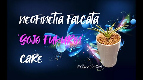 Neofinetia falcata 'Gojo Fukurin' CARE | Leca & Semi Hydro | Mediterranean Climate #CareCollab