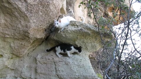 Our Cats #39 #shorts - Cats Love These Beautiful Cliffs