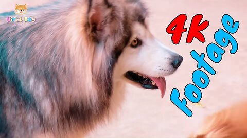 4K Dogs and Puppies Beautiful Animal Footage Episode 15 | Viral Dog