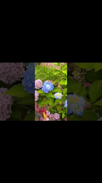 Blue Hydrangeas are my favorite flower (and flavor)