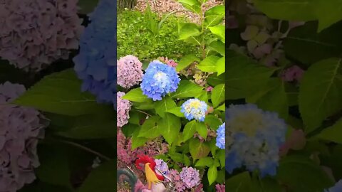 Blue Hydrangeas are my favorite flower (and flavor)