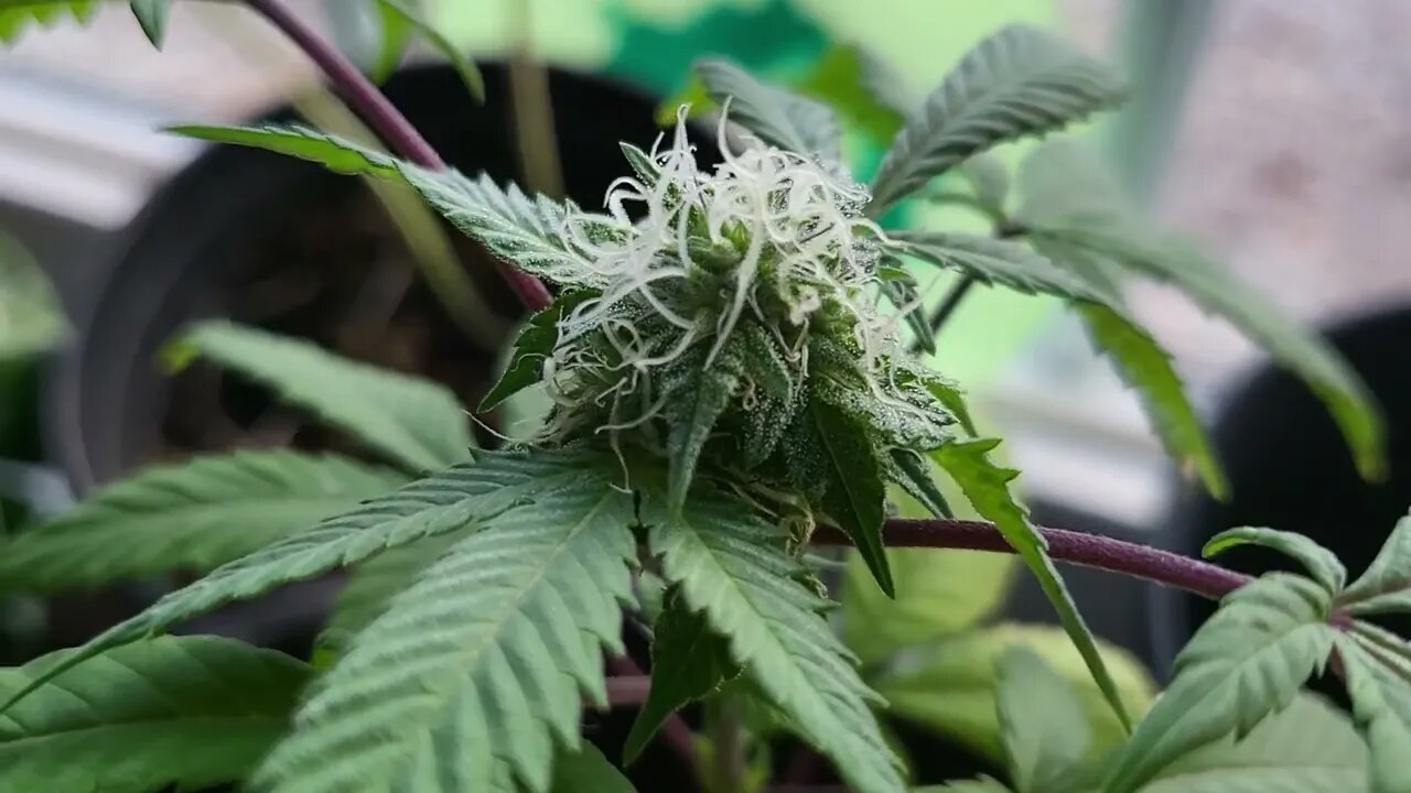 Alien OG