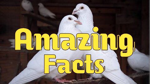 Amazing facts about pigeons