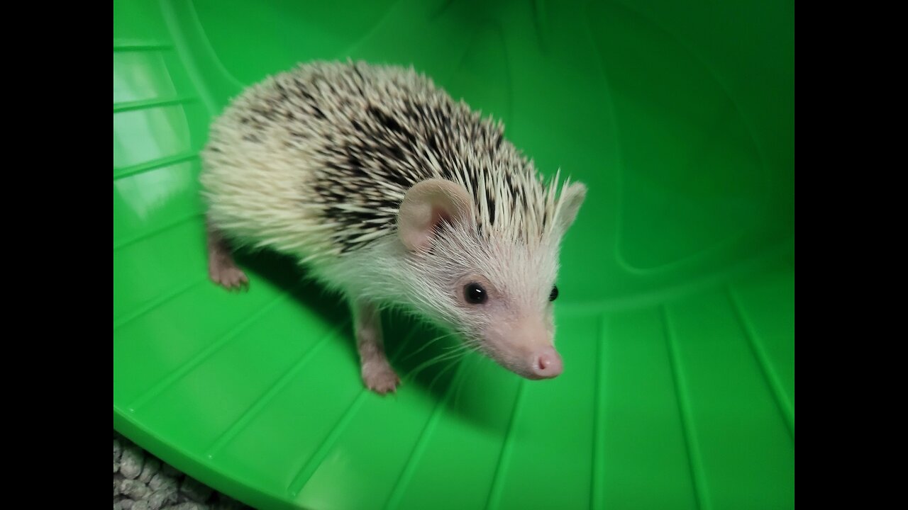 Hedgehog gets a surprise.