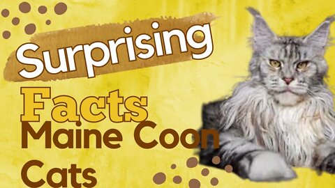 Surprising Facts About Maine Coon Cats, Funny cute pets lovers