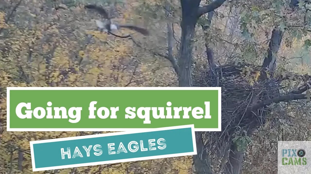 Hays Eagles Mom flys by the nest after squirrel 2021 11 13 7:51AM