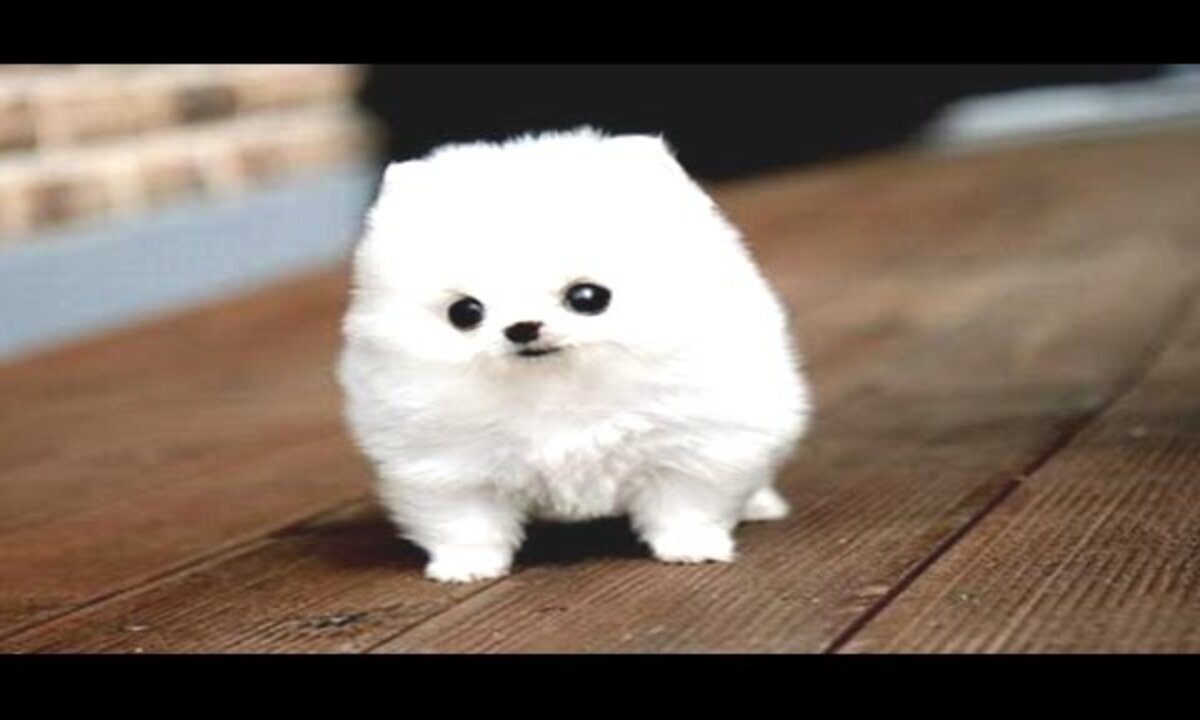 Cute and Funny Dog Videos | That Will Make You LOL | Animal Vised