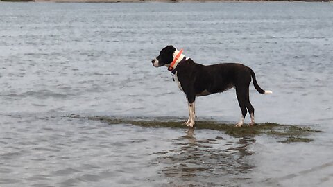 Fun at the beach with the Baby Girl Dog