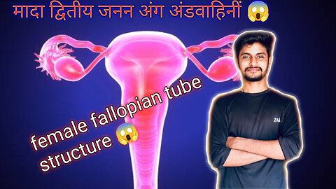 3 female fallopian tube structure shortfemale oviduct sho