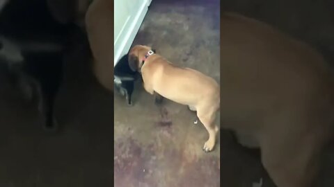 Crazy puppies pomsky playing w bullmastiff