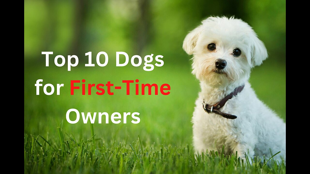 Top 10 Dogs for First Time Owners