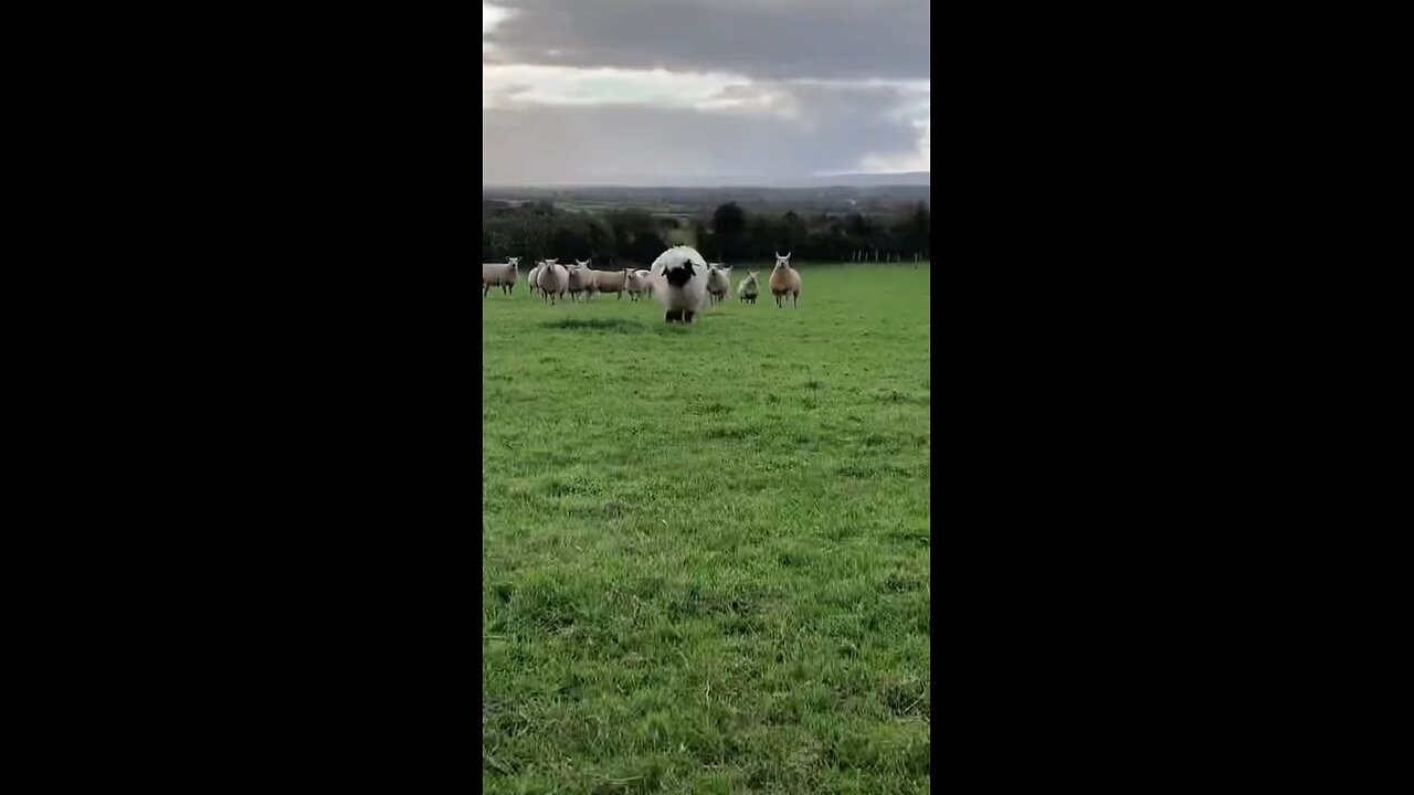 Funny animals/funny sheep’s moment/ sheep funny videos super cute sheep