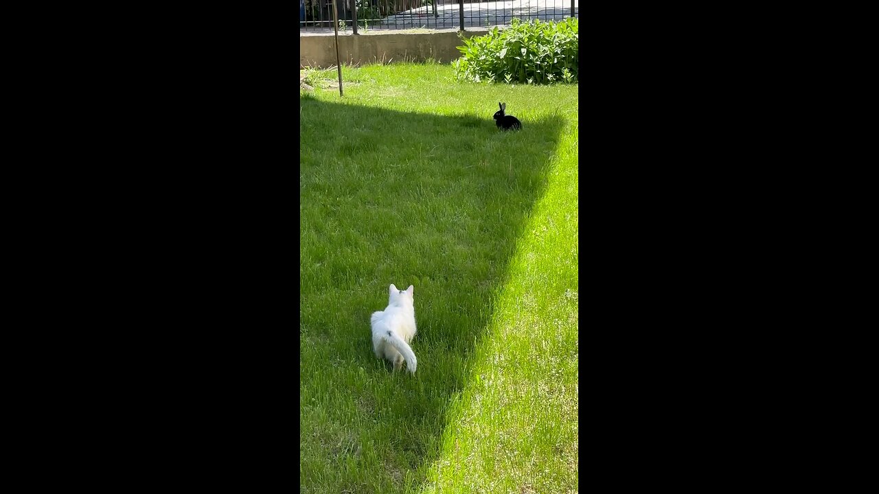 funny rabit play with cat at garden🥰