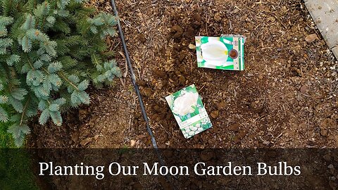 Planting Our Moon Garden: Bulbs, Trees, and New Plans for Spring!