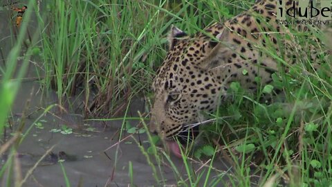 Leopard Drinking