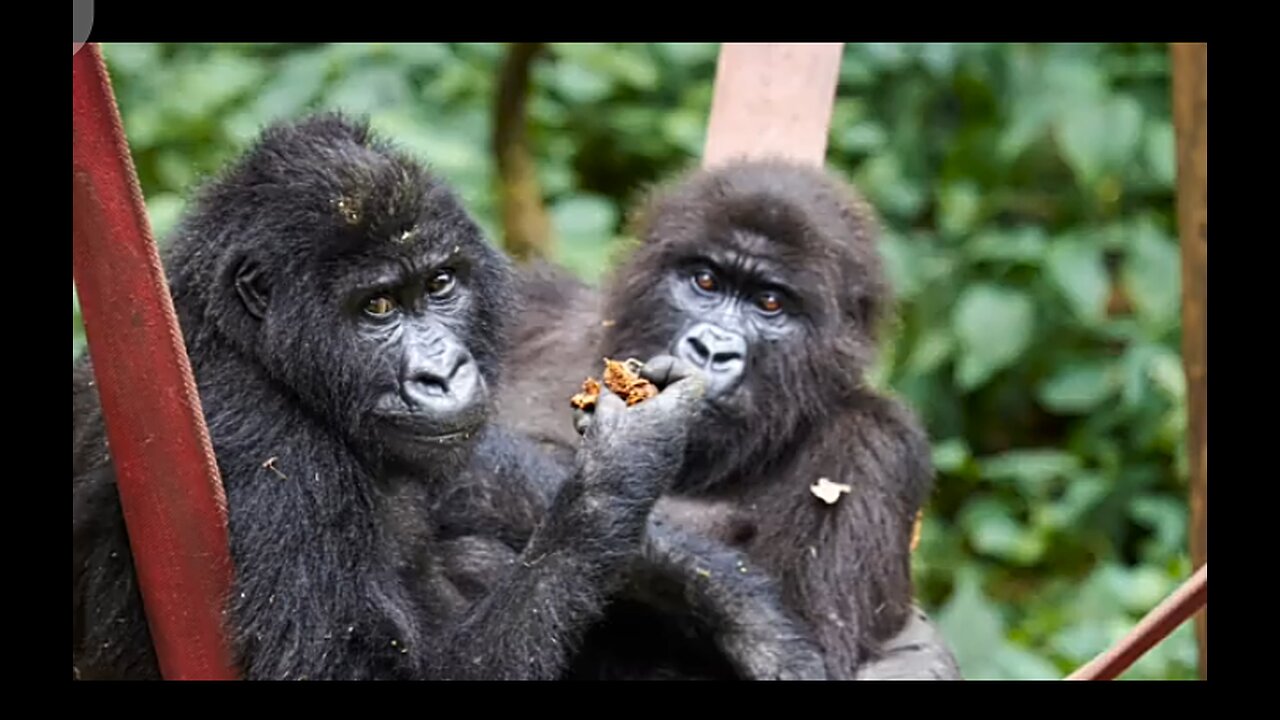 Les Gorille du congo