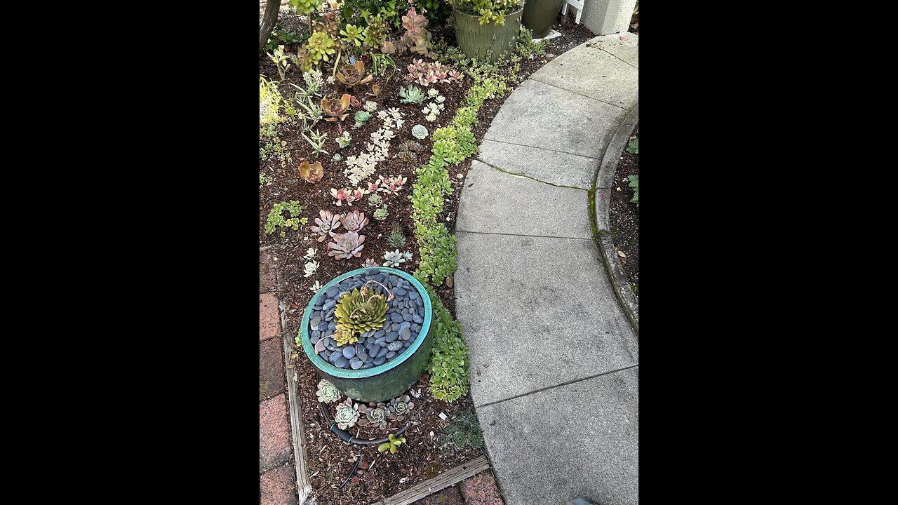 Getting out into my Friends small & young succulent bed for a Spring re-fresh! Looking much better!