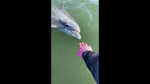 Wild dolphin seen while speckled trout