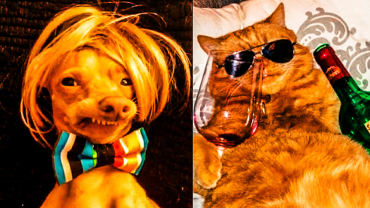 Funniest Cats and Dogs #32