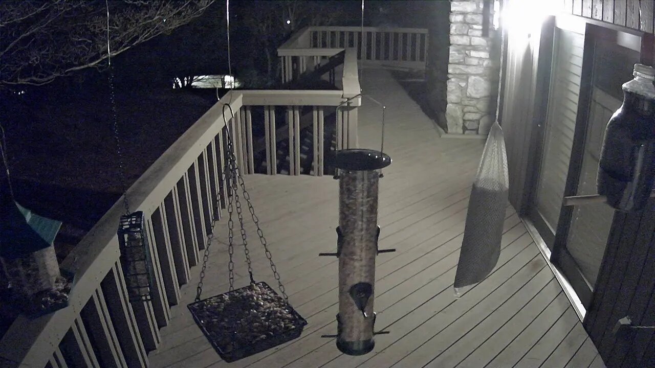 Live Stream Bird Feeder Ashville NC