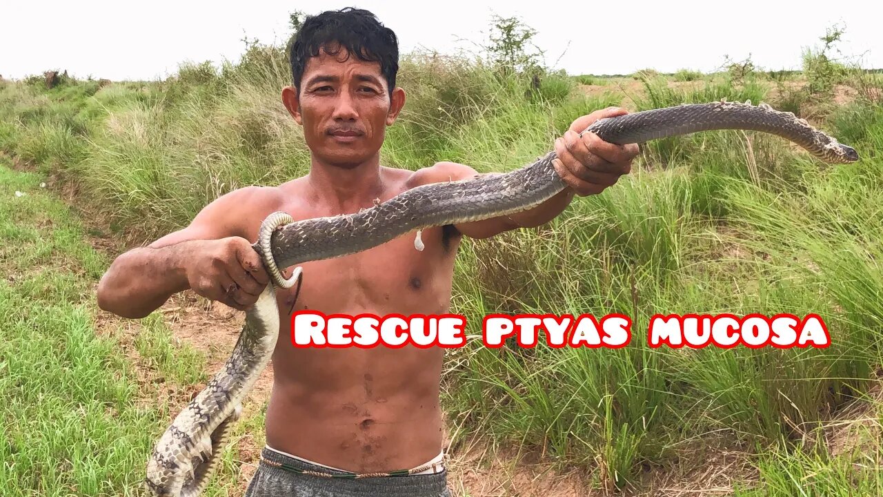 Cobra Catching TV: dig a cave to catch snake Episode 46| Rescue ptyas mucosa| catch ptyas mucosa