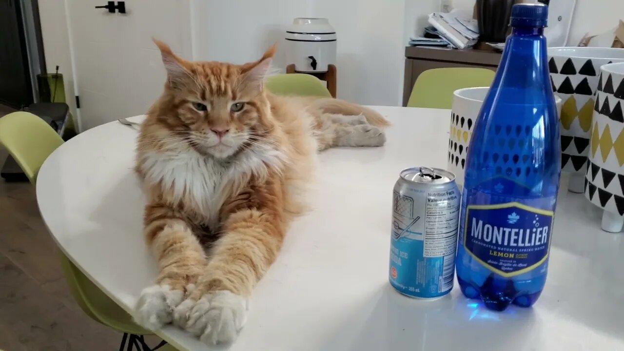 Mainecoon Cat* thinks he's Boss | *No cat was harmed in the film process