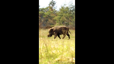 Wild boar