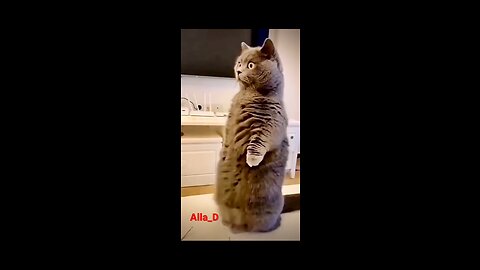 Funny dog nail cut and see cats reactions 🐈