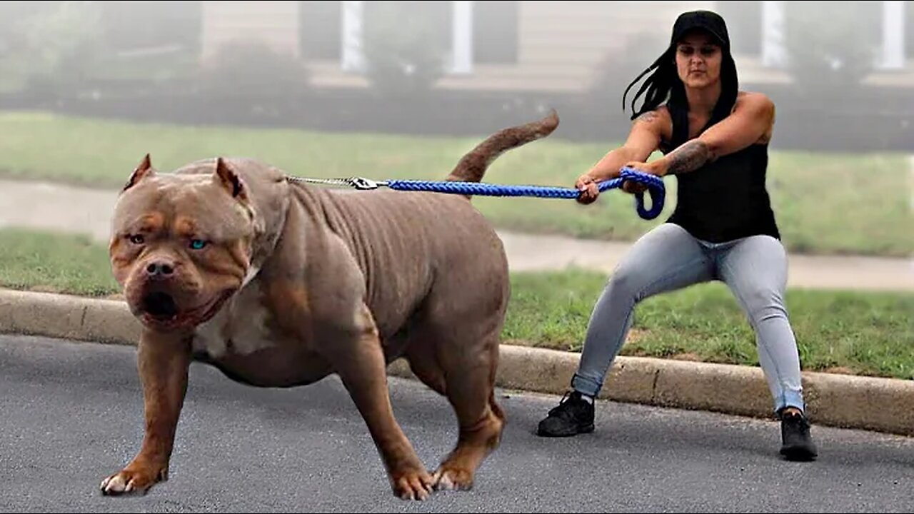 10 Biggest Dogs In The world